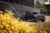 Volvo-XC90